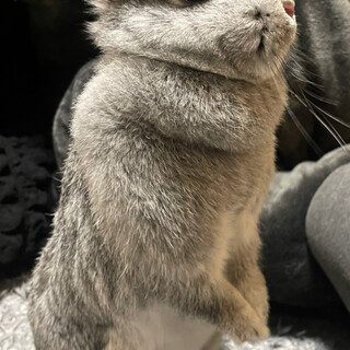 ポーリッシュというとても珍しいうさぎです