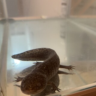 ウーパールーパー4歳の男の子の里親様を募集