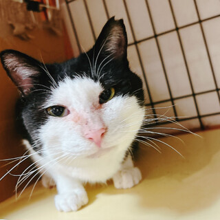 飼育崩壊からのレスキュー♂デブリン約6歳