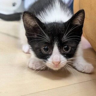 体に飛び乗ってくる♡しろ実