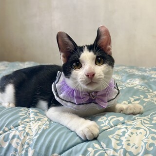 片耳アメリカンカール風☆馴れなれカール