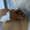 モルモット男の子   里親様急募