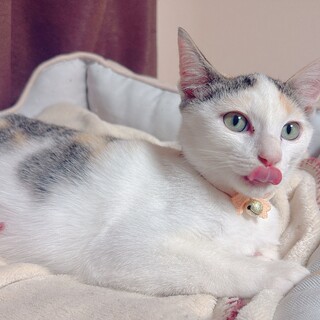 25年6月生/白多めミケ「ハンナマ(仮称)」