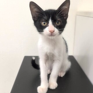 10/12駒込　ハチワレ子猫隊♡