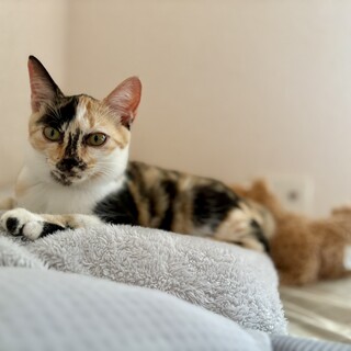 25年6月生/黒多めミケ「オコゲ(仮称)」