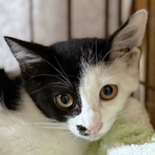 お庭に来ていたイサキ♂3ヵ月※初参加