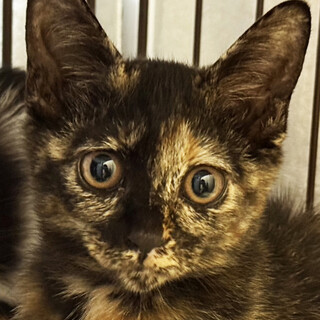 お庭に来ていた♀うぐい3ヵ月※初参加