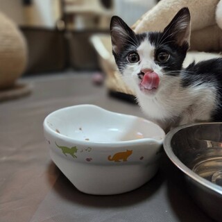 黒白ハチワレ女の子