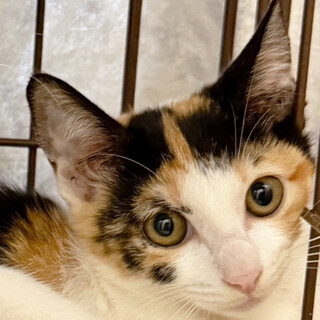 お庭に来ていた♀やまめ3ヵ月※初参加