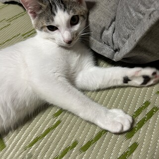 いたずらっ子なイケメン白キジくん