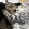 ねこねこ8080 さん