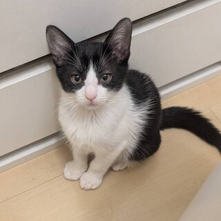 10/12駒込　ハチワレ子猫隊♡