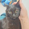 ふくよかで可愛い黒猫のクロミちゃん♥️ サムネイル2