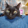 ふくよかで可愛い黒猫のクロミちゃん♥️ サムネイル3