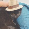 ふくよかで可愛い黒猫のクロミちゃん♥️ サムネイル4