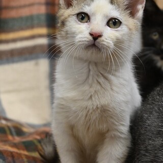 キジ白子猫♂ ソウタ! 元気いっぱいの甘えん坊