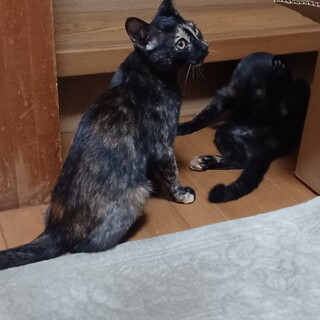 生後4ヵ月の仲良し3匹