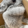 ポーリッシュというとても珍しいうさぎです サムネイル3