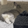 ポーリッシュというとても珍しいうさぎです サムネイル5