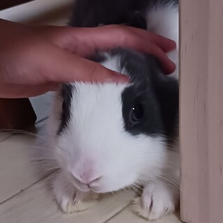 ミニウサギ里親募集中
