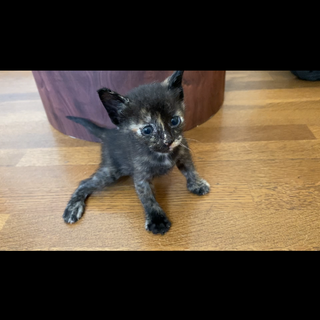里親募集　【生後1ヶ月ぐらいの子猫】