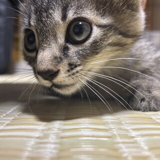キジトラボーイ!!まだ小さい子猫です！