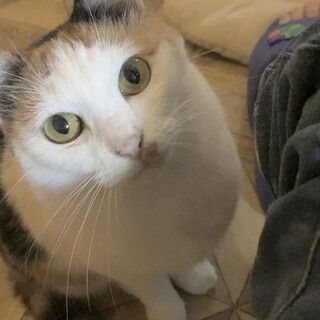 穏やかずんぐりな三毛猫のキノちゃん