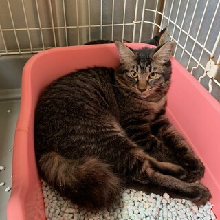 可愛いもふもふ半長毛　 ほおずきちゃん避妊済