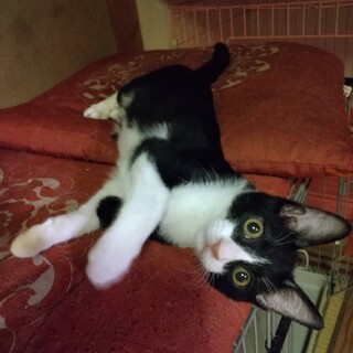 募集、一時停止。細マッチョクラくん(仮名)♪