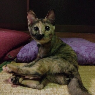 サビエルちゃん(仮名)♪人懐っこい甘えっ子