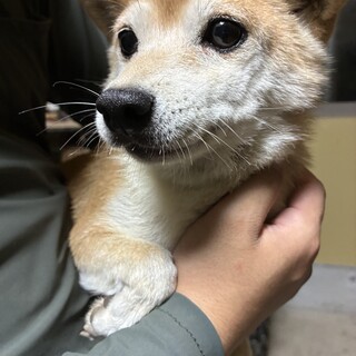 茶柴のなつきちゃん7歳