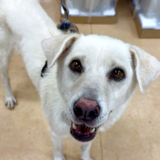 お散歩大好き、穏やかな可愛い女の子ハナ