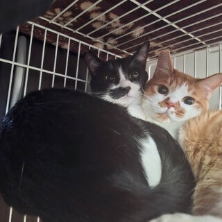 猫 1歳3ヶ月 2匹 兄弟