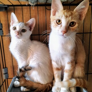 仲良しペア♡白三毛さんと茶白くん