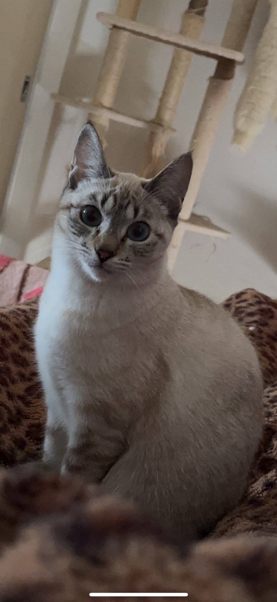 シャム猫」栃木県 - 猫の里親募集(526460) :: ペットのおうち【里親