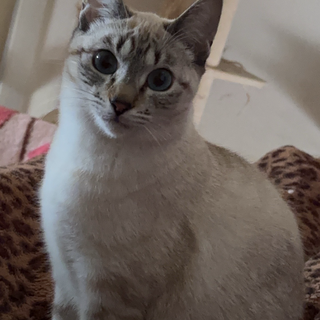 シャム猫 至急お願いします。