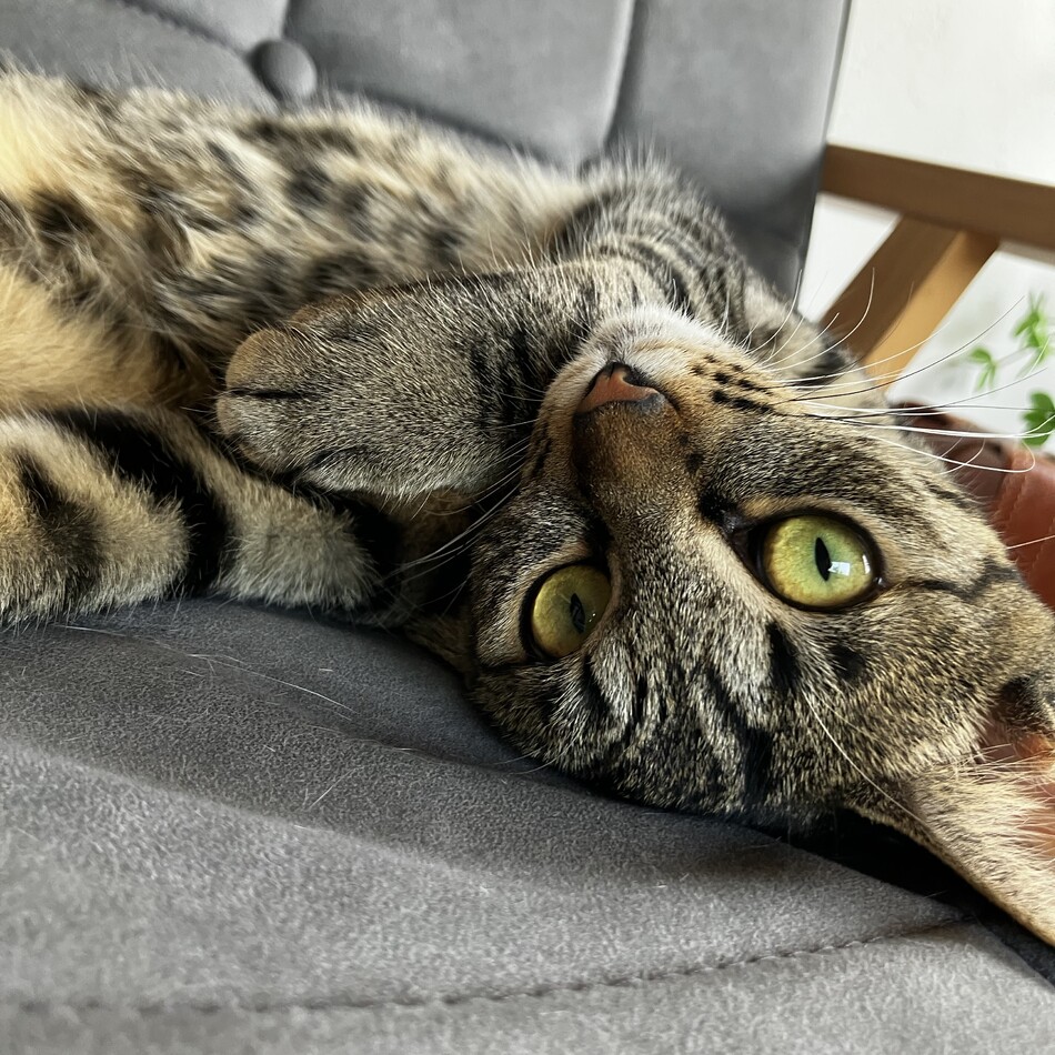 あめのカバー写真