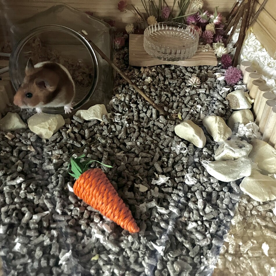 ララのカバー写真