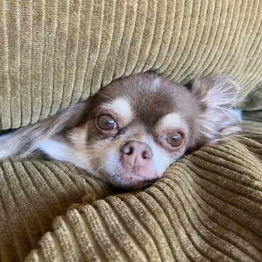 チコの写真