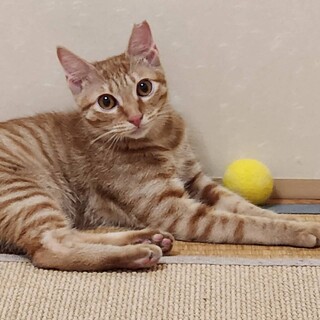 抱っこできます♡ニコちゃん