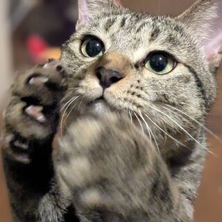 可愛さ爆烈！全力少女★すばる