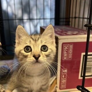 ★里親様決定★おっとりなのにやんちゃ坊主❤ぱや