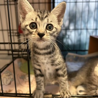 ★里親様決定★甘えんぼだけどしっかり者❤たぴ