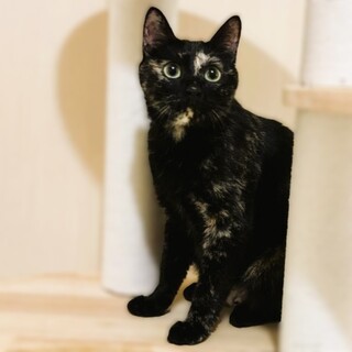 ★里親様決定★まん丸顔グリーンの瞳の美猫❤月ちゃん