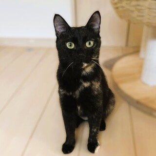 ★里親様決定★ゴロスリ甘えんぼ❤光ちゃん