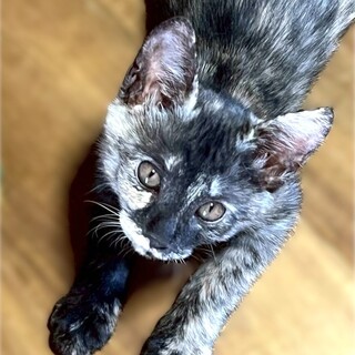 ★里親様決定★人大好きマイペースで甘えんぼ❤よしこ