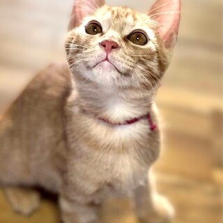 ★里親様決定★人大好きやんちゃで甘えん坊❤トン吉