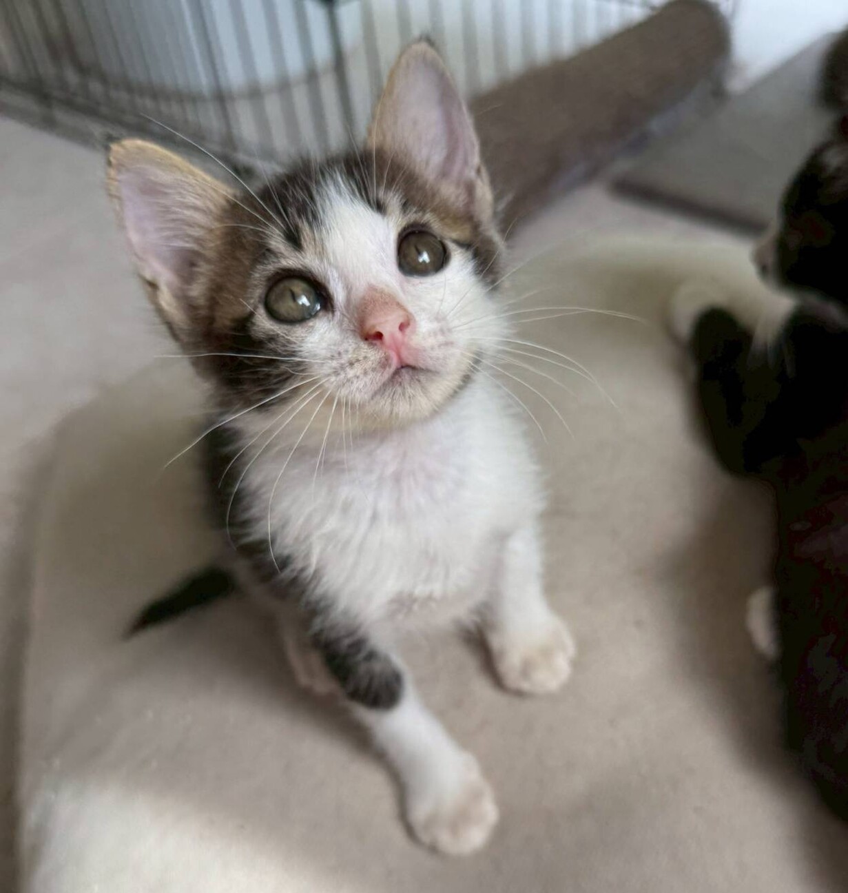 9/28南浦和シェルター」埼玉県 - 猫の里親募集(526471) 5枚目