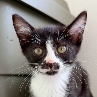 9/28南浦和シェルター参加　テツヤくん