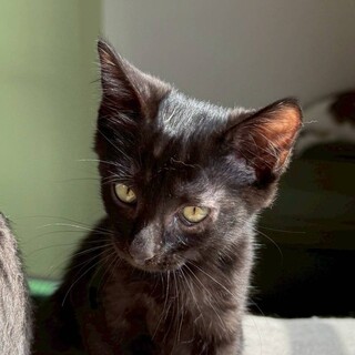 9/28南浦和シェルター参加　タクローくん